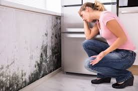 Why You Should Choose Our Mold Remediation Services in Carroll Valley, PA